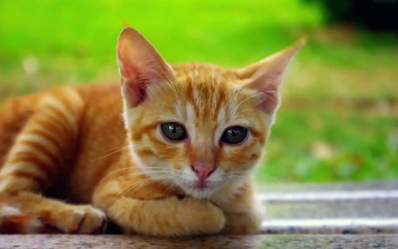 可爱橘猫高清桌面壁纸高清大图预览1920x1200_动物壁纸下载_美桌网