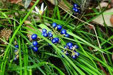 展开全部 草本植物,麦冬的果实 相关资料百度可查 这是百度上搜来的