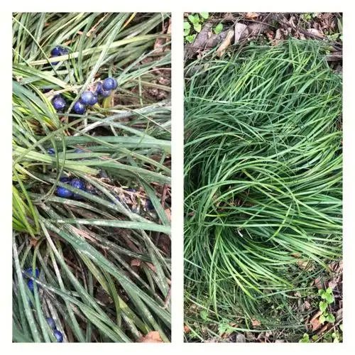 还有谁发现了麦冬这个漂亮的宝蓝色果实