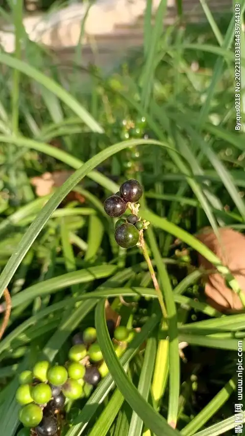 秋天麦冬结的果实