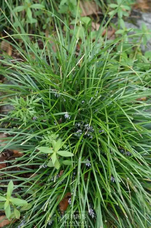 麦冬果实它们终年常绿,哪怕遭遇寒潮,被大雪覆盖,仍能保持翠绿.