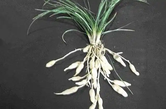 麦冬的果实也很漂亮,有蓝色,还有绿色的,小时候常把它摘来玩.