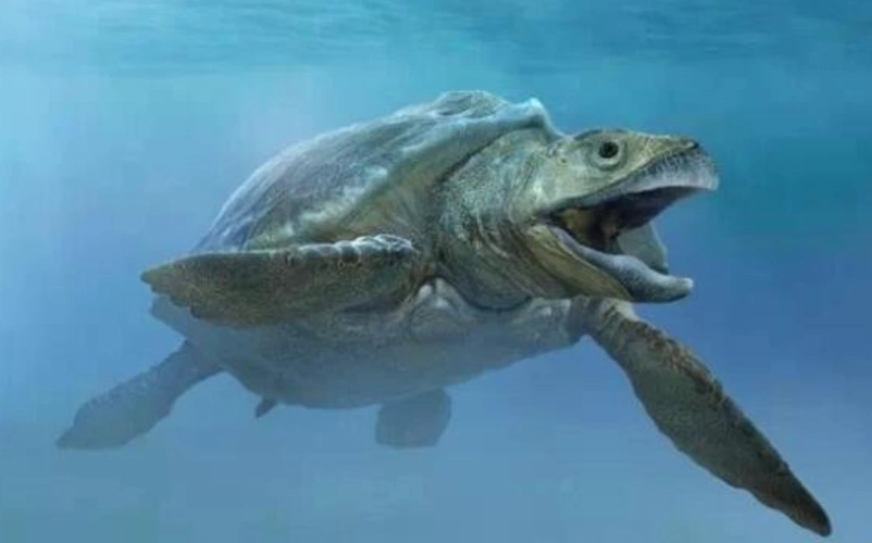 世界上最大的海龟古巨龟