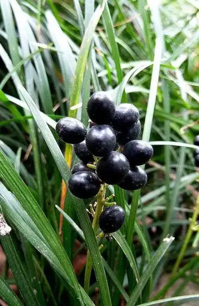 还看到了山麦冬的黑色果实,光看400_614竖版 竖屏