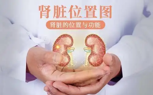 脾肾在哪里哪个位置图?脾在人体的哪个部位图解?-图片大观-奇异网