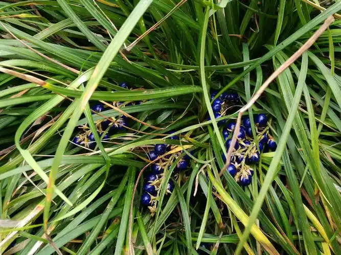 麦冬的果实像蓝宝石一样.