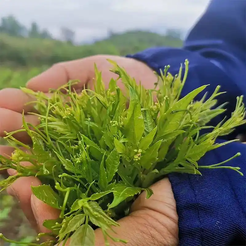 藤茶学名显齿蛇葡萄,属于葡萄科蛇葡萄属,是一种野生藤本植物.