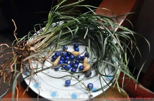 【原创】麦冬草的果实 - 春天灿烂 - 管谌春灿的博客