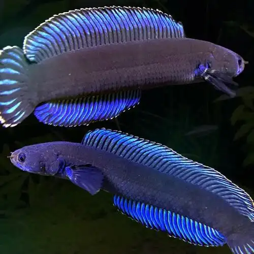 阿萨姆奶茶雷龙鱼苗子蓝帆奶茶七彩酒红火背中小型活体