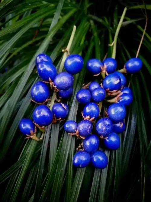 皖南大药房2017-2-13 pm8:37:16 麦冬果实