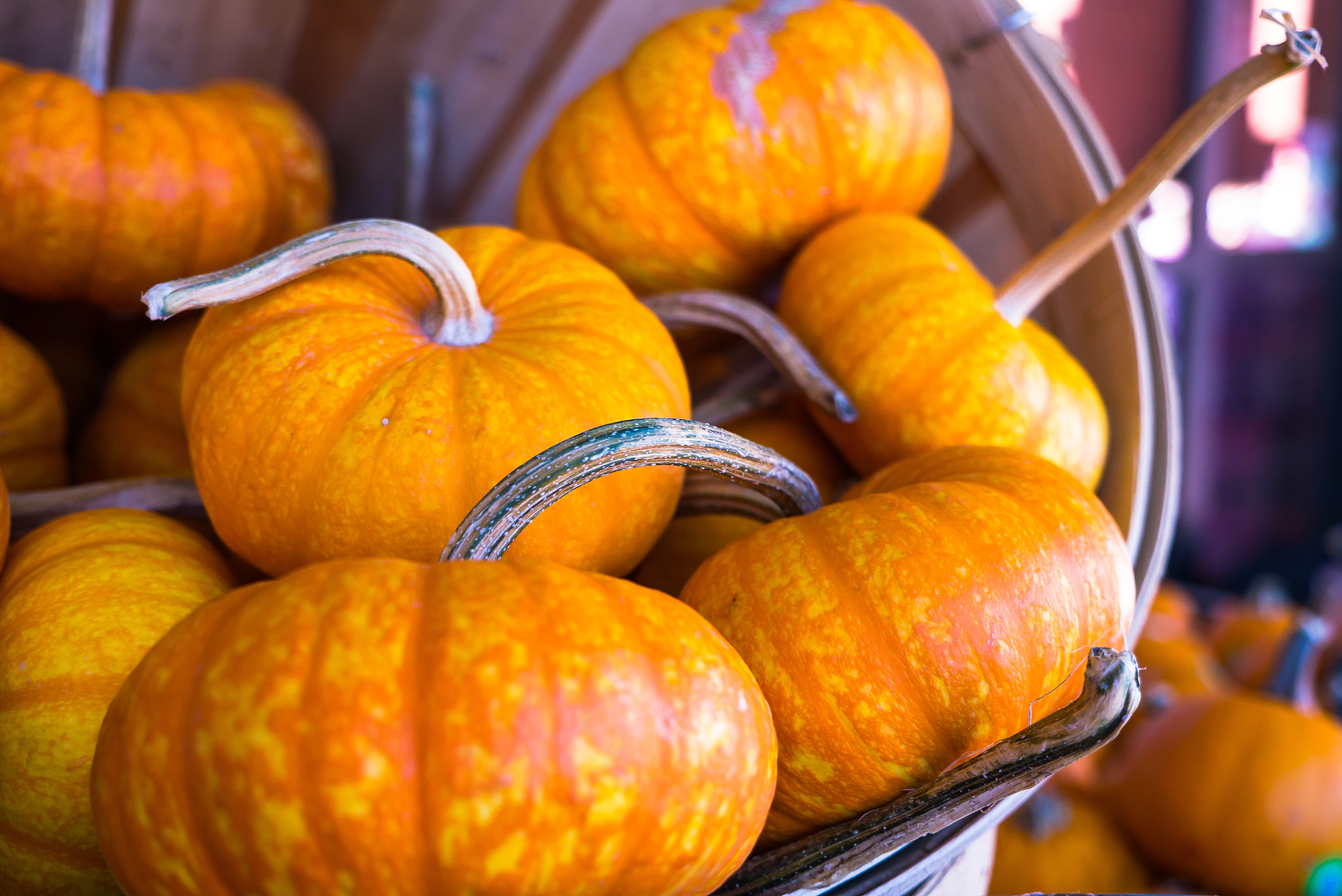 秋天是一个丰收的季节,大自然赐予了许多适合秋天食用的食材.